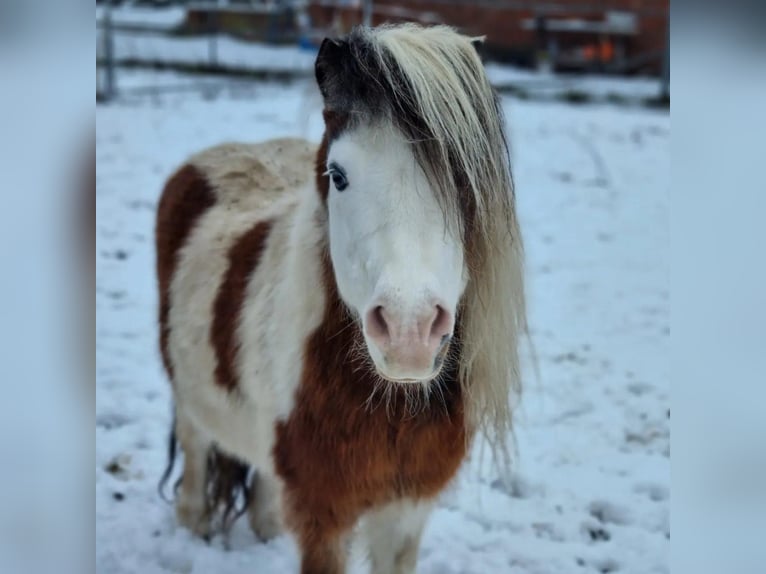 American Miniature Horse Hengst 20 Jahre 85 cm Schecke in Selm