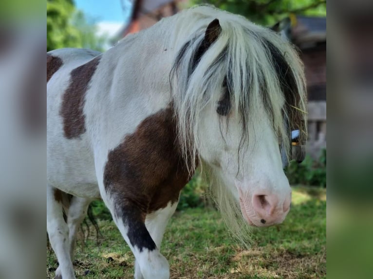 American Miniature Horse Hengst 20 Jahre 85 cm Schecke in Selm