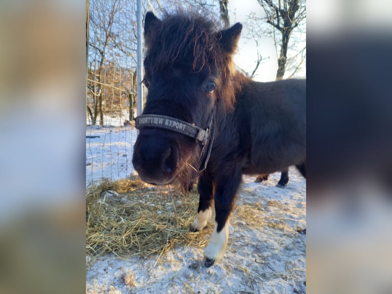American Miniature Horse Hengst 2 Jahre 110 cm Schecke in Gettnau