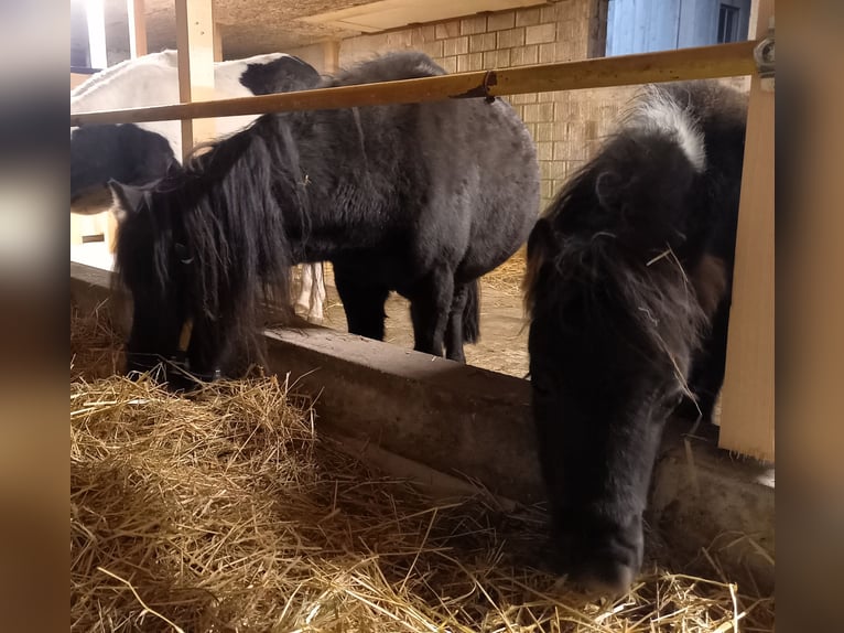 American Miniature Horse Hengst 2 Jahre 110 cm Schecke in Gettnau