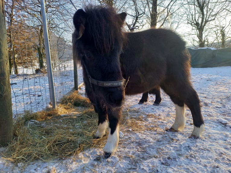 American Miniature Horse Hengst 2 Jahre 110 cm Schecke in Gettnau