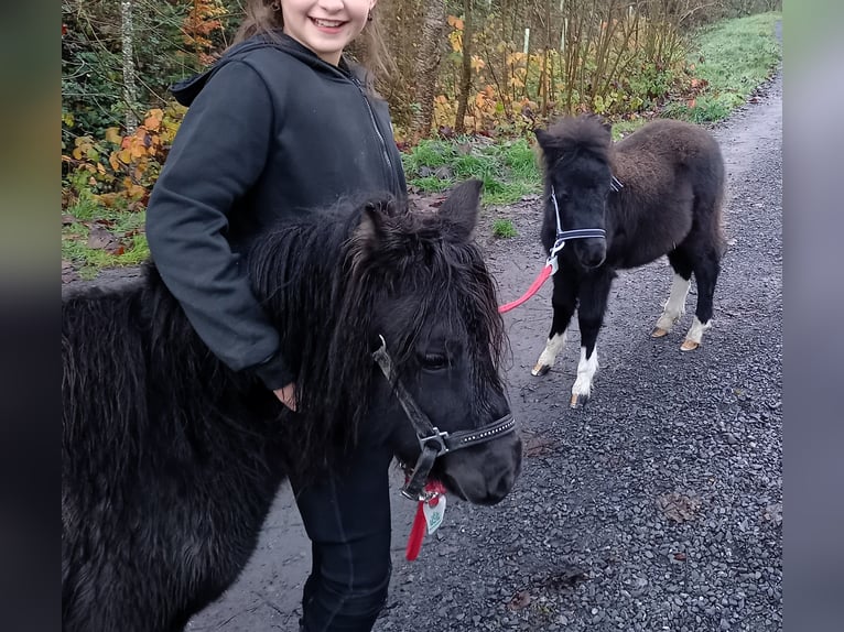 American Miniature Horse Hengst 2 Jahre 110 cm Schecke in Gettnau