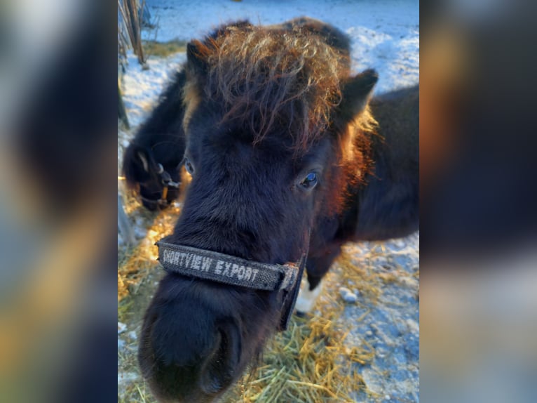 American Miniature Horse Hengst 2 Jahre 110 cm Schecke in Gettnau