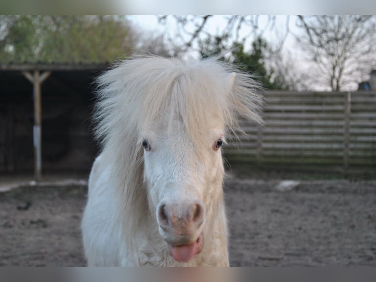 American Miniature Horse Hengst 2 Jahre 80 cm Champagne in Lennik
