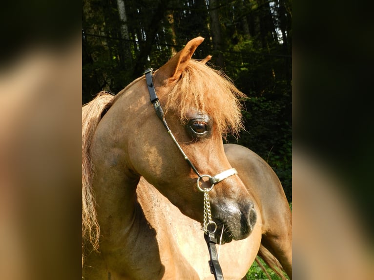 American Miniature Horse Hengst 2 Jahre 80 cm Dunkelbrauner in Glières Val de Borne
