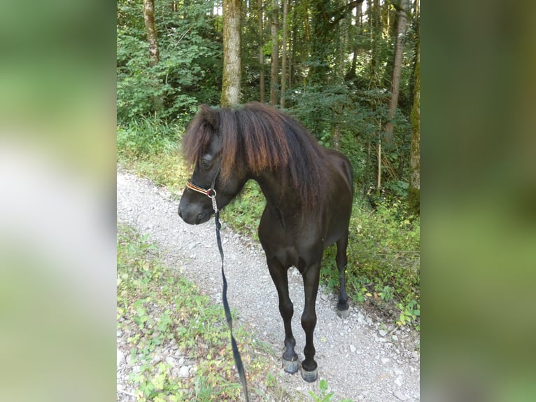 American Miniature Horse Hengst 2 Jahre 80 cm Dunkelbrauner in Glières Val de Borne