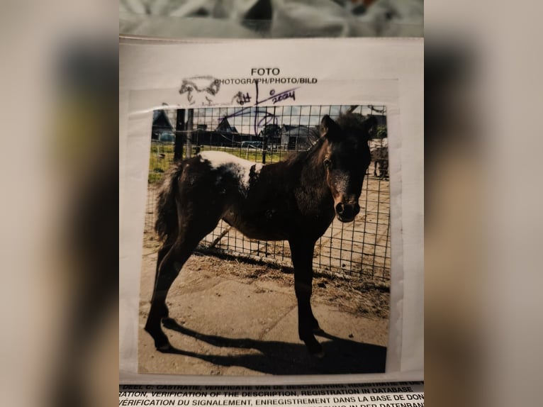 American Miniature Horse Hengst 2 Jahre 82 cm Tigerschecke in Raalte