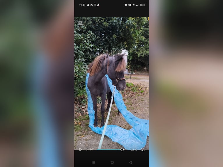 American Miniature Horse Hengst 2 Jahre 82 cm Tigerschecke in Raalte