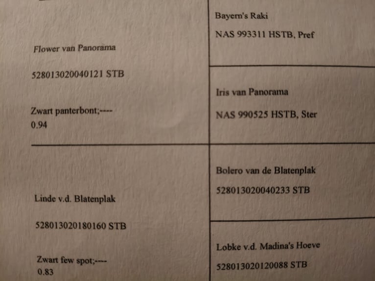 American Miniature Horse Hengst 2 Jahre 82 cm Tigerschecke in Raalte