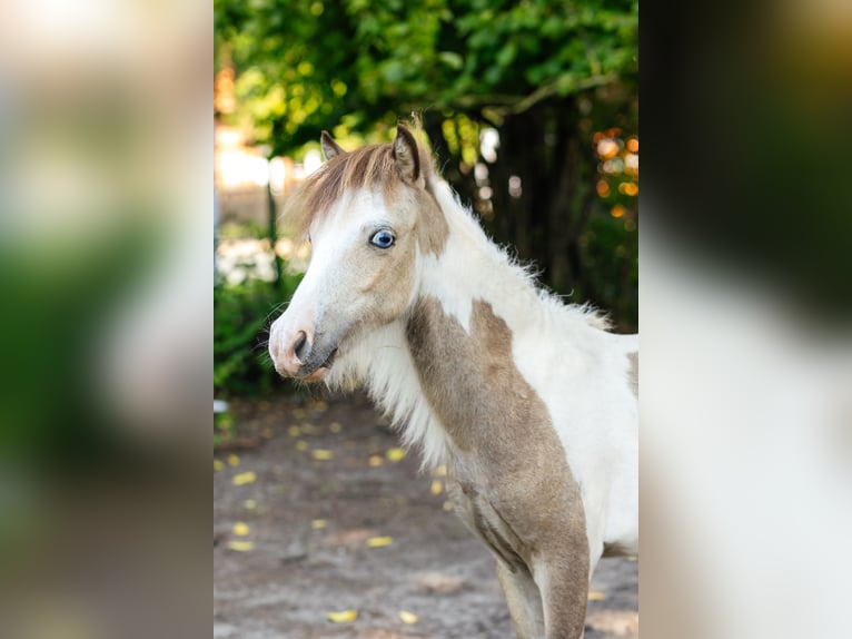 American Miniature Horse Hengst 2 Jahre 82 cm Tovero-alle-Farben in Söhlde