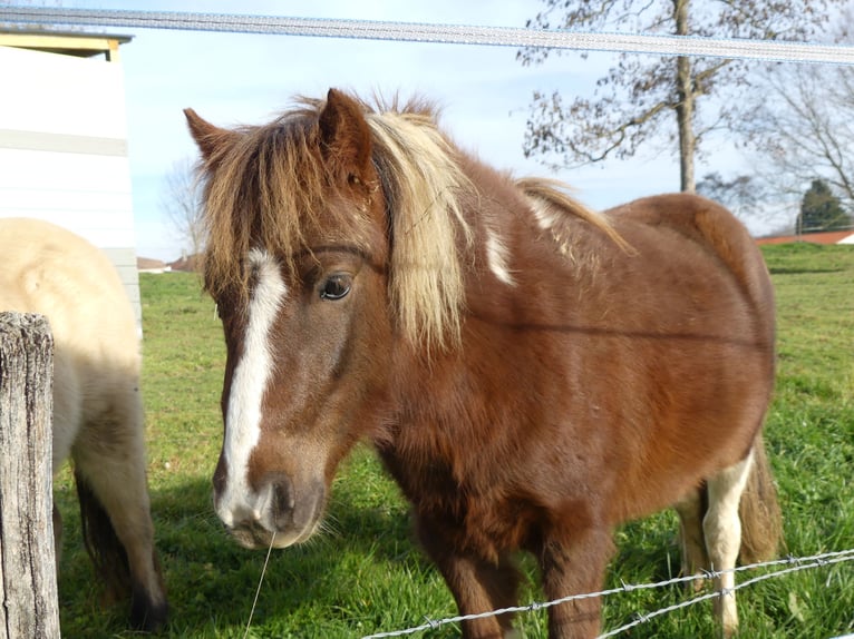 American Miniature Horse Hengst 2 Jahre 90 cm Overo-alle-Farben in Ponlat-Taillebourg