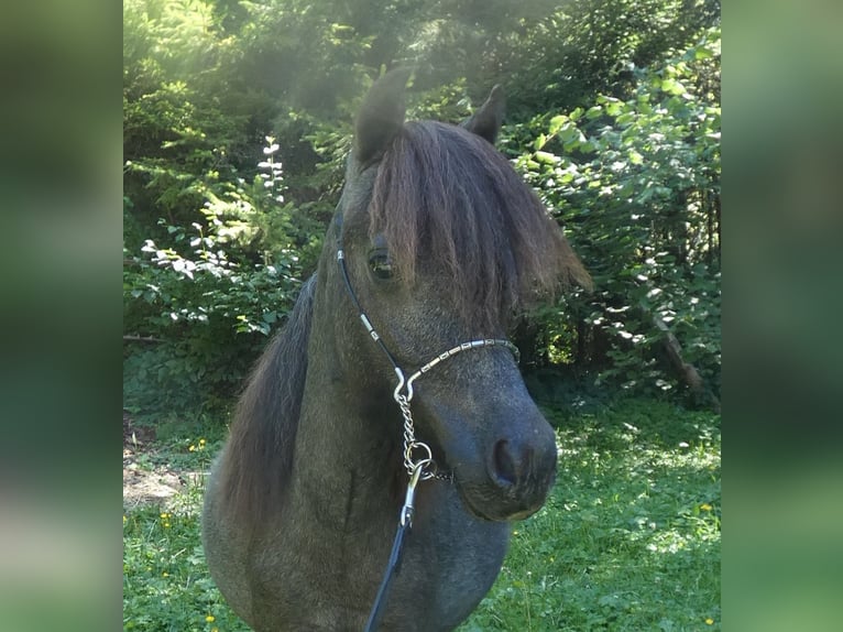 American Miniature Horse Hengst 2 Jahre 90 cm Schimmel in Le Petit Bornand