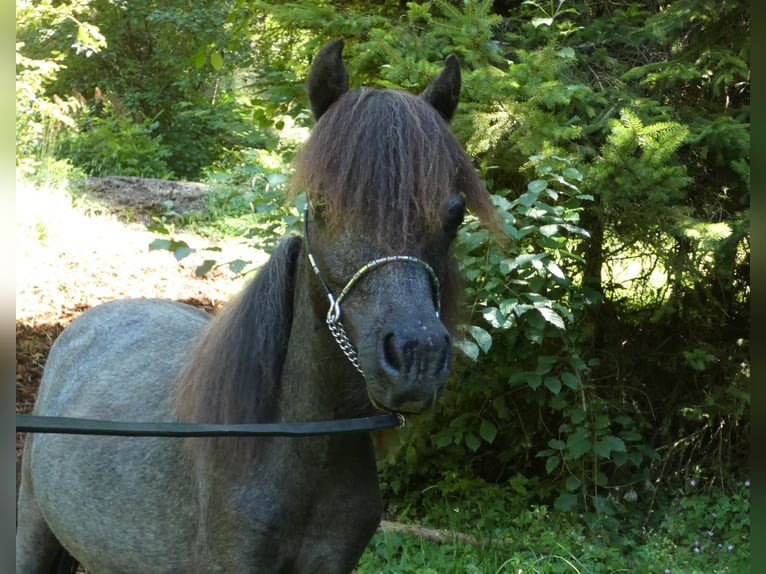 American Miniature Horse Hengst 2 Jahre 90 cm Schimmel in Le Petit Bornand