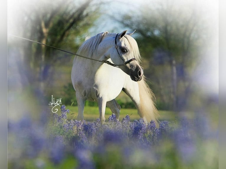 American Miniature Horse Hengst 2 Jahre 90 cm Schimmel in Le Petit Bornand