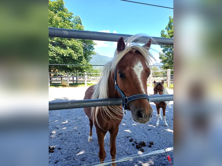 American Miniature Horse Hengst 2 Jahre 95 cm Fuchs in Reutte