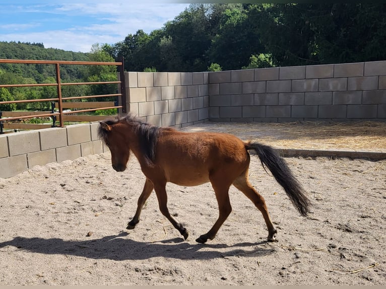 American Miniature Horse Hengst 2 Jahre Brauner in Lauschied