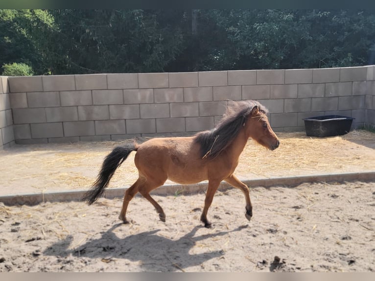 American Miniature Horse Hengst 2 Jahre Brauner in Lauschied