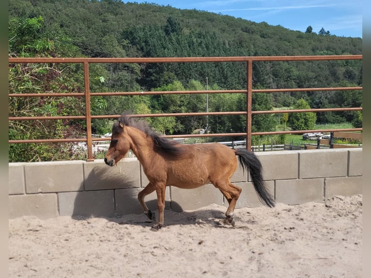 American Miniature Horse Hengst 2 Jahre Brauner in Lauschied