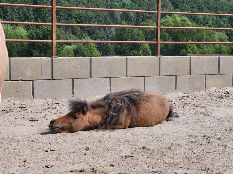 American Miniature Horse Hengst 2 Jahre Brauner in Lauschied