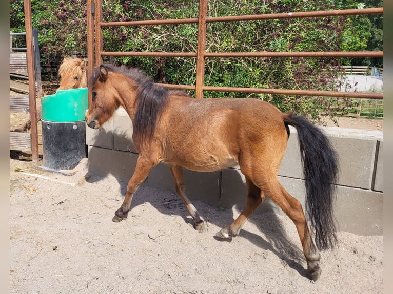 American Miniature Horse Hengst 2 Jahre Brauner in Lauschied