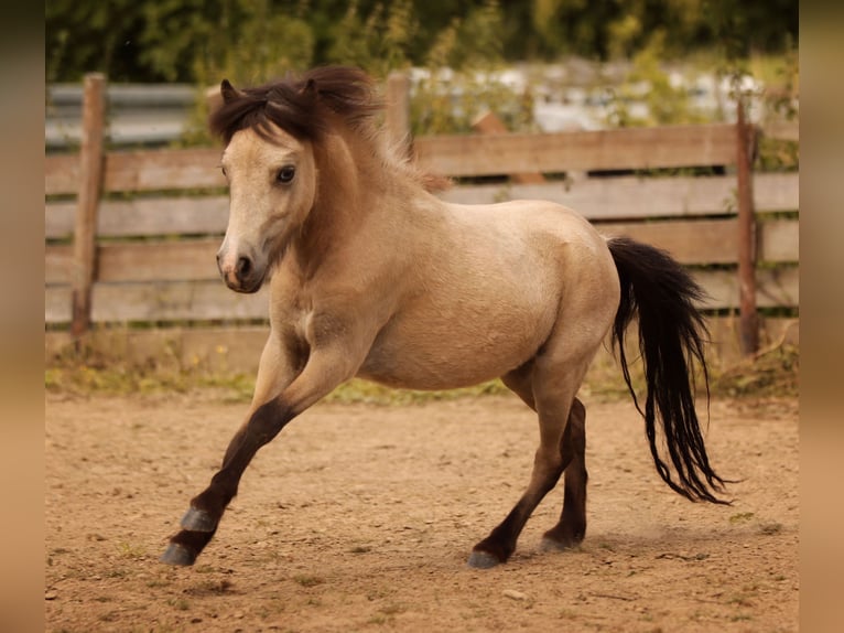 American Miniature Horse Hengst 2 Jahre Brauner in Lauschied