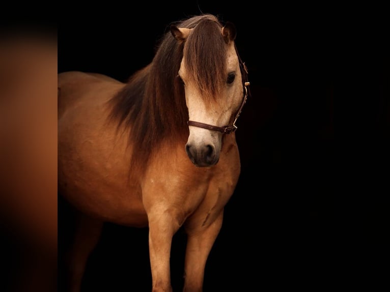 American Miniature Horse Hengst 2 Jahre Brauner in Lauschied