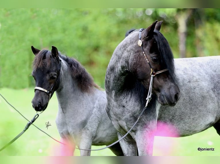 American Miniature Horse Hengst 2 Jahre Roan-Blue in Leinburg