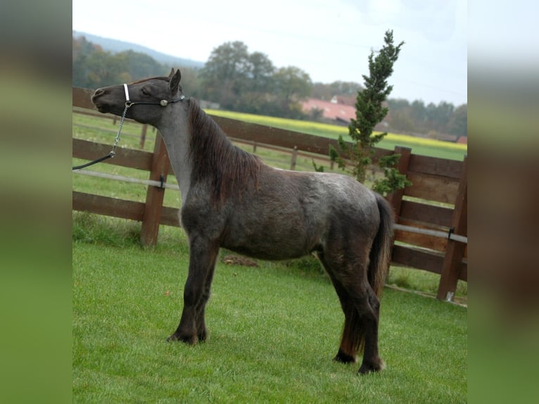 American Miniature Horse Hengst 2 Jahre Roan-Blue in Leinburg