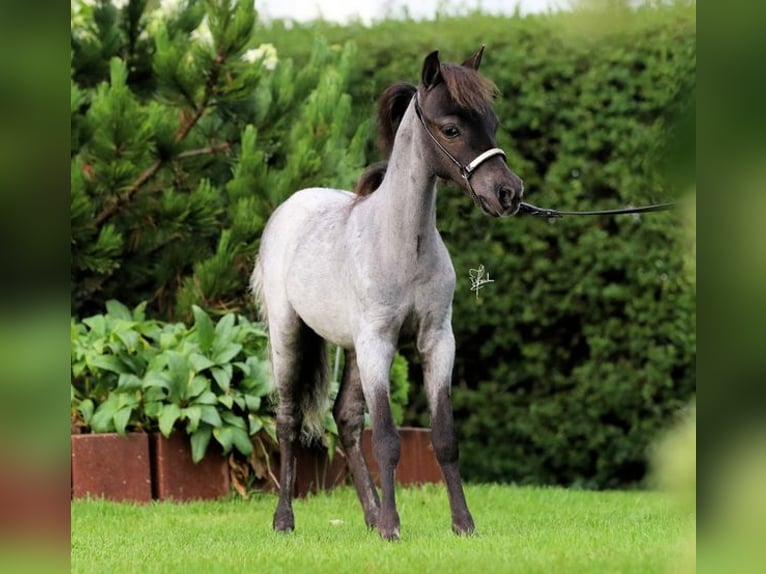 American Miniature Horse Hengst 2 Jahre Roan-Blue in Leinburg