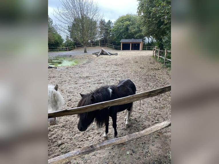 American Miniature Horse Hengst 3 Jahre 84 cm Rappe in Noordwelle