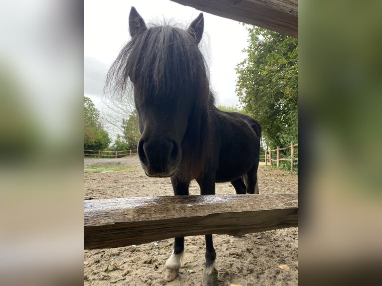 American Miniature Horse Hengst 3 Jahre 84 cm Rappe in Noordwelle