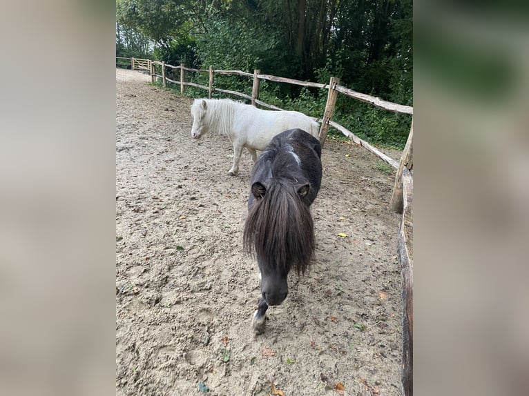 American Miniature Horse Hengst 3 Jahre 84 cm Rappe in Noordwelle