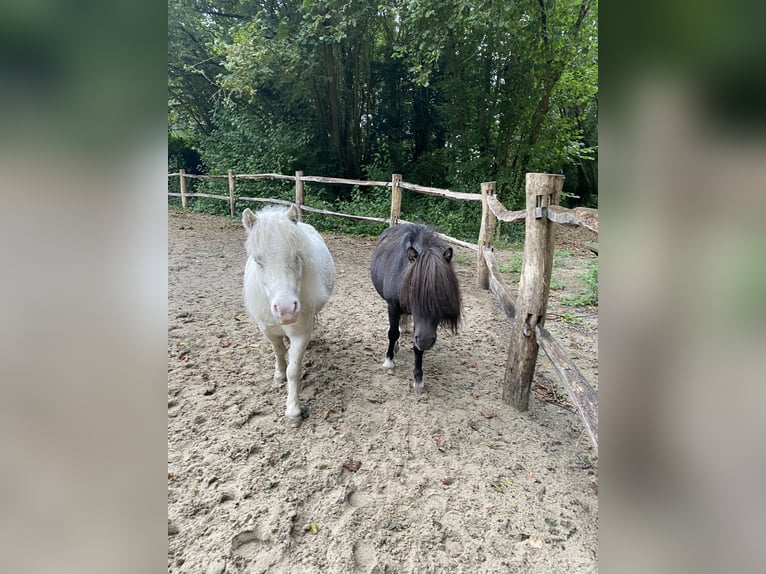 American Miniature Horse Hengst 3 Jahre 84 cm Rappe in Noordwelle