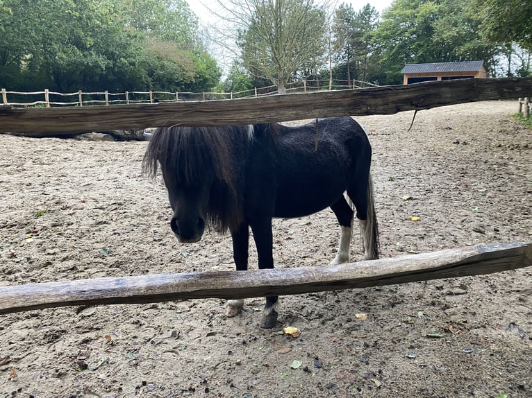 American Miniature Horse Hengst 3 Jahre 84 cm Rappe in Noordwelle