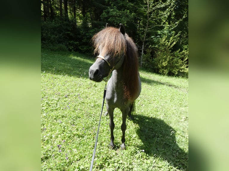 American Miniature Horse Hengst 3 Jahre 90 cm Schimmel in Gli&#xE8;res val de Borne