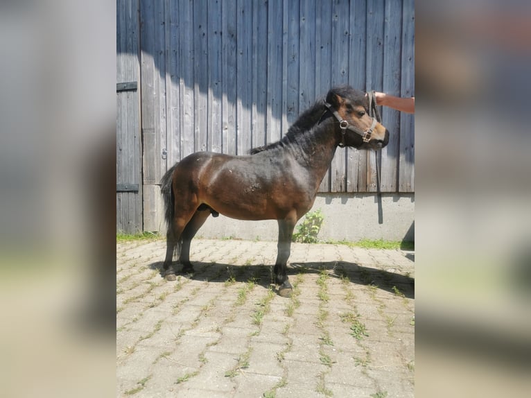 American Miniature Horse Hengst 4 Jahre 80 cm Brauner in Grünenbach