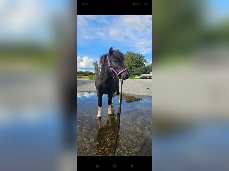 American Miniature Horse Hengst 4 Jahre 80 cm Schecke in Hamburg Eidelstedt