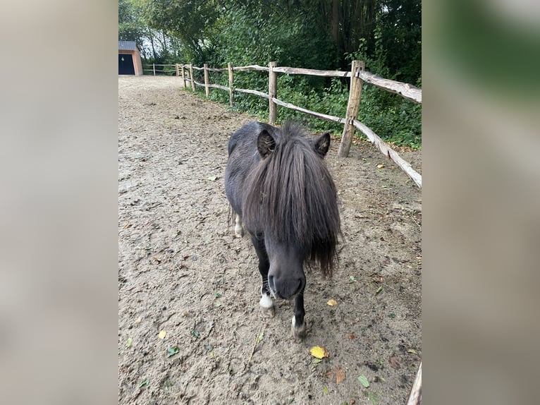 American Miniature Horse Hengst 4 Jahre 84 cm Rappe in Noordwelle