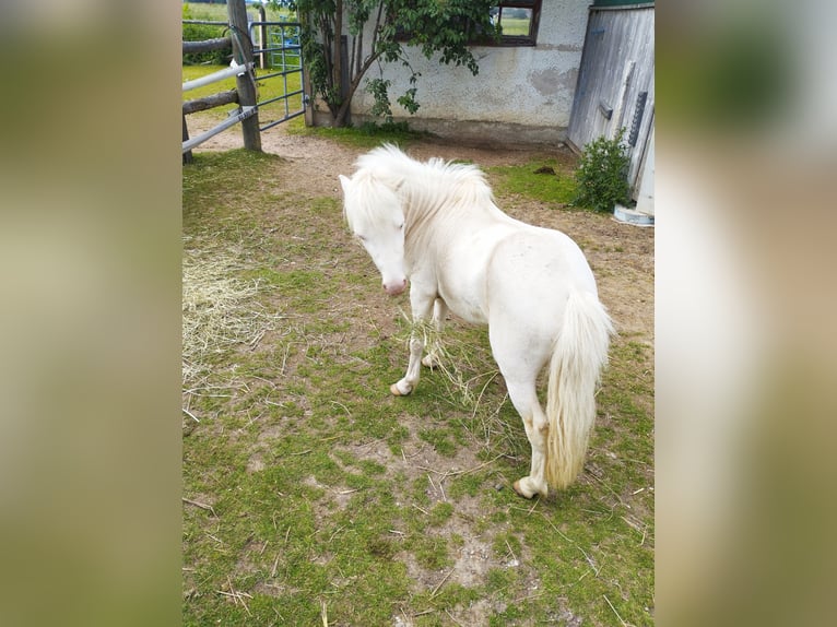 American Miniature Horse Hengst 4 Jahre Cremello in Wörth