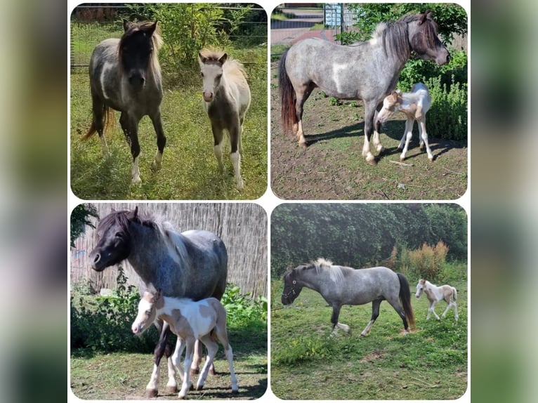 American Miniature Horse Hengst 4 Jahre Roan-Blue in Söhlde