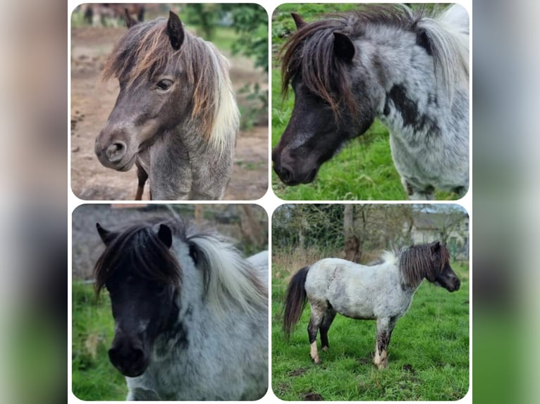 American Miniature Horse Hengst 4 Jahre Roan-Blue in Söhlde