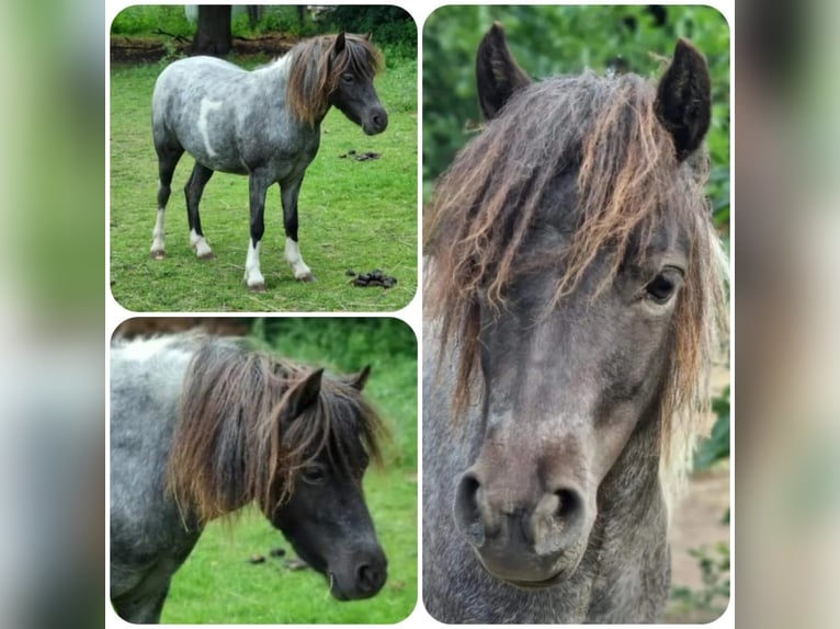 American Miniature Horse Hengst 4 Jahre Roan-Blue in Söhlde