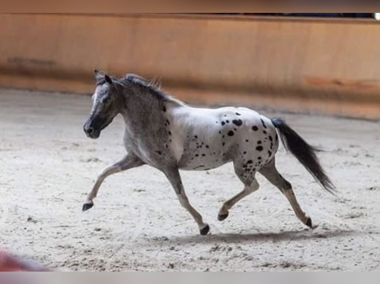 American Miniature Horse Hengst 4 Jahre Schecke in Horsovsky Tyn