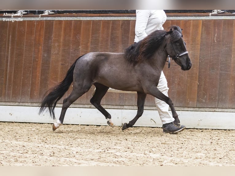 American Miniature Horse Mix Hengst 5 Jahre 89 cm Tobiano-alle-Farben in Kerkenveld