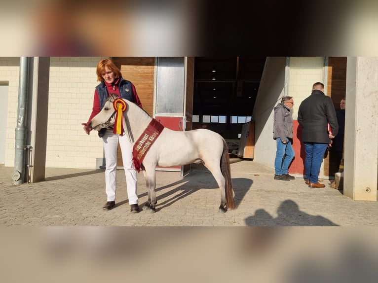 American Miniature Horse Hengst 5 Jahre 91 cm Buckskin in Breddin