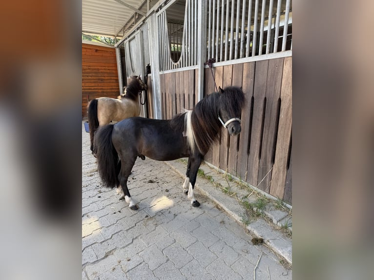 American Miniature Horse Hengst 6 Jahre 80 cm Schecke in Nidderau