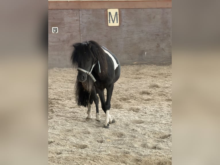 American Miniature Horse Hengst 6 Jahre 80 cm Schecke in Nidderau