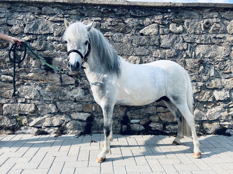 American Miniature Horse Hengst 6 Jahre 80 cm Schimmel in Bad Krozingen