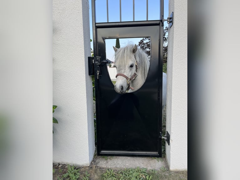 American Miniature Horse Hengst 6 Jahre 80 cm Schimmel in Bad Krozingen