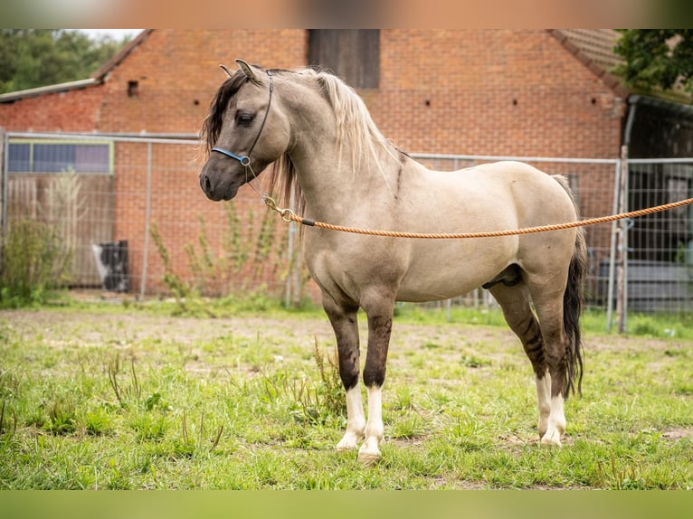 American Miniature Horse Hengst 8 Jahre 105 cm Grullo in Houthalen-Helchteren
